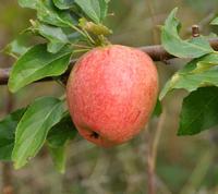 Nonnetitte Bastard æble